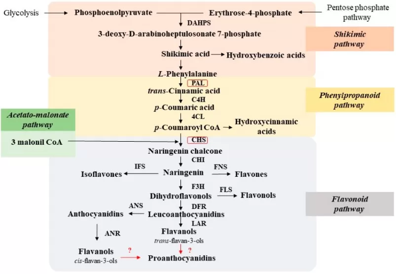 Schematic of plant polyphenol biosynthesis showing shikimate-derived aromatic amino acids entering the phenylpropanoid pathway (PAL → C4H → 4CL → p-coumaroyl-CoA) with branching to flavonoids via CHS/malonyl-CoA and to other phenylpropanoid classes; key enzymes and branchpoints are annotated.